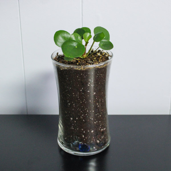 Turn your old candle jar into a planter, step 4a